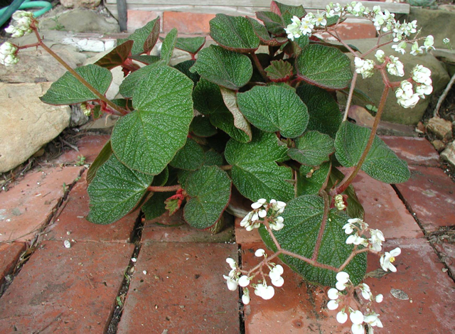 B. ‘Alamo’